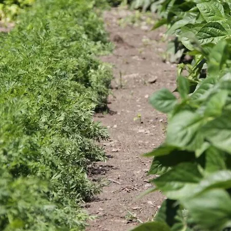 Comtes De Challant Etico Valle D'aosta Hotel Fénis