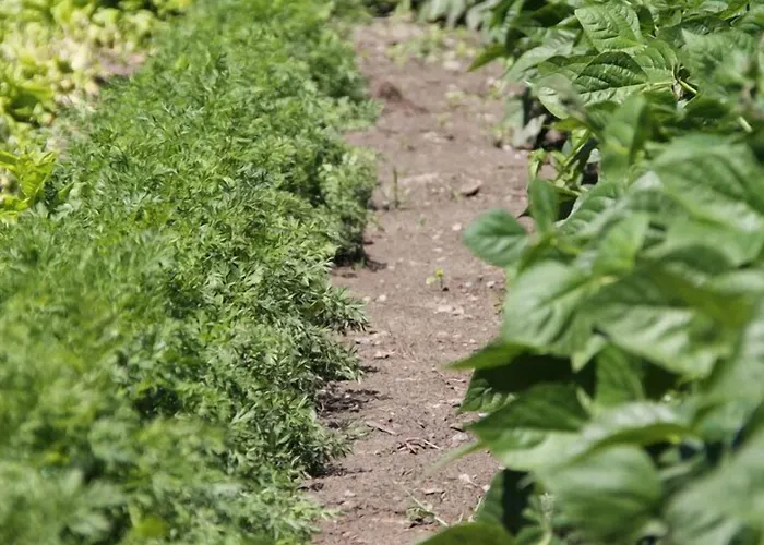 Comtes De Challant Etico Valle D'aosta Отель Фенис